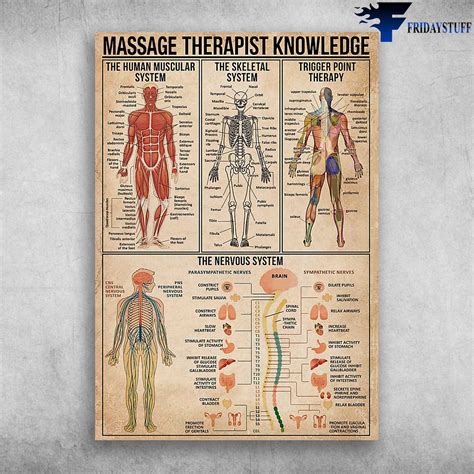Massage Poster Massage Therapist Knowledge The Human Muscular System The Skeletal System