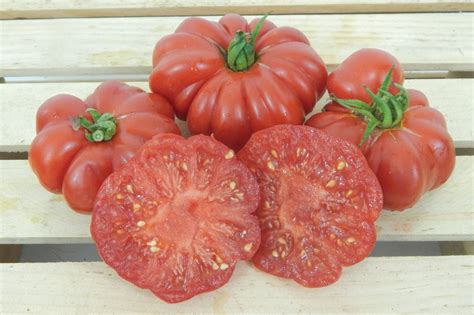 Costoluto Genovese Tomato Seeds Urban Farmer