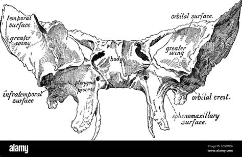 L osso sfenoide è una delle otto ossa che compongono il cranio situato al centro del cranio