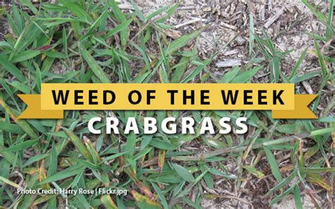 Weed Of The Week Crabgrass