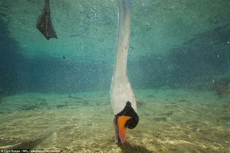 French Photographer Captures Underwater Shots Of A Swan Daily Mail Online