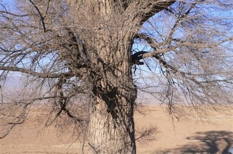 Spring is here and so are my weeds. A few bags of salt can kill the tree