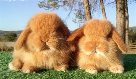 41 Imágenes De Tiernos Y Dulces Conejos Y Liebres