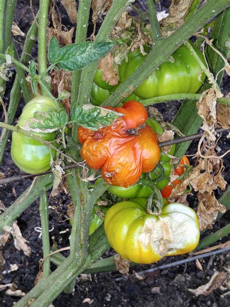 Tomato Growing Problems And Solutions Cutworms Cucumber Beetles Herbicides Aphids Manure