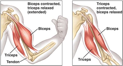 Golgi tendon organs are specialized receptors located in muscle tendons and are innervated by ib muscle afferents. What Are Antagonistic Muscle Pairs and How to Train them