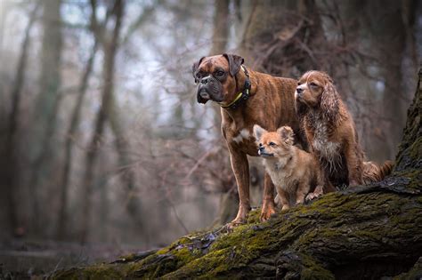 Official Selection Tamas Szarka Dog Photograph Dogs Dog Photography