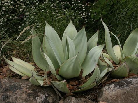 Succulents as a whole have very similar care needs. Shade Succulents: Drought-Tolerant Garden Guide | Install ...