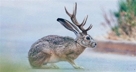 Are Jackalopes Real Inside The Legend Of The Horned Rabbit