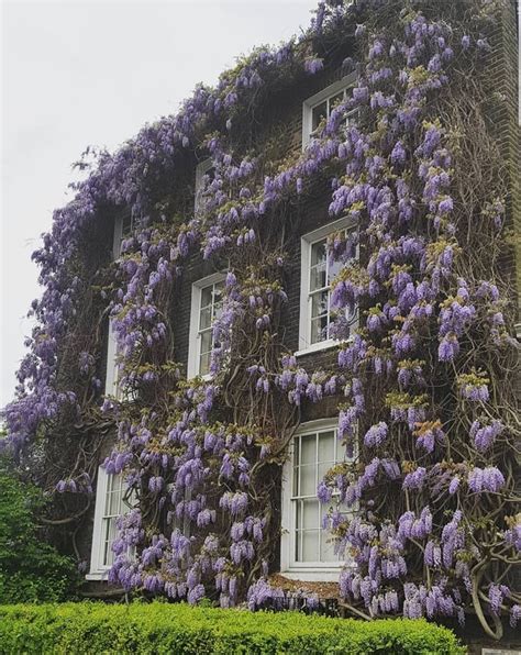 Beautiful Wisteria Covered House In London Rpics