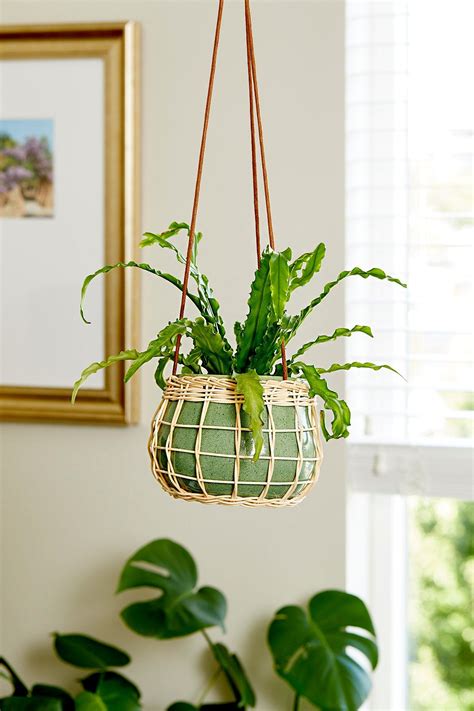 9 Indoor Ferns That Will Make Your Home A Tropical Paradise Hanging