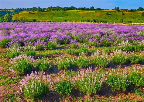 Natural Beauty Of Lavender Field Stock Photo Image Of Lavandula