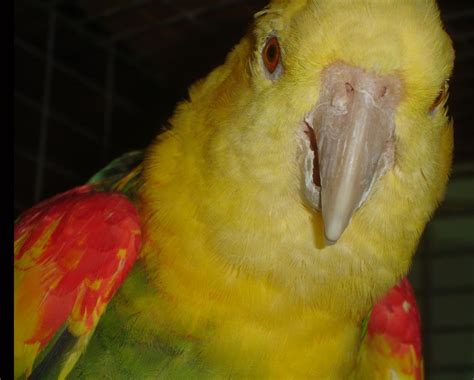Extreme Magna Double Yellow Headed Amazon Parrots By The Feather Tree