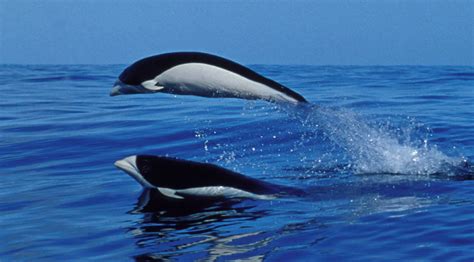 Southern Right Whale Dolphin Whale And Dolphin Conservation Australia