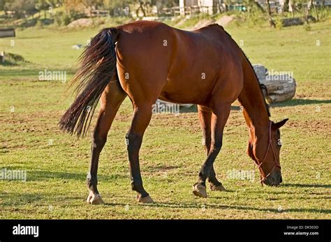 Brown Horse Eats Grass Stock Photo Alamy