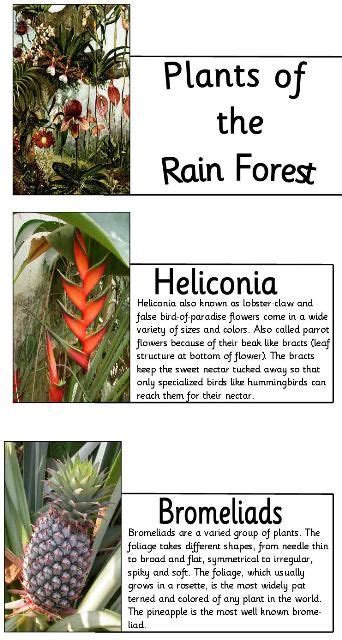 Rainforest Plants A Z List Rainforest Animal