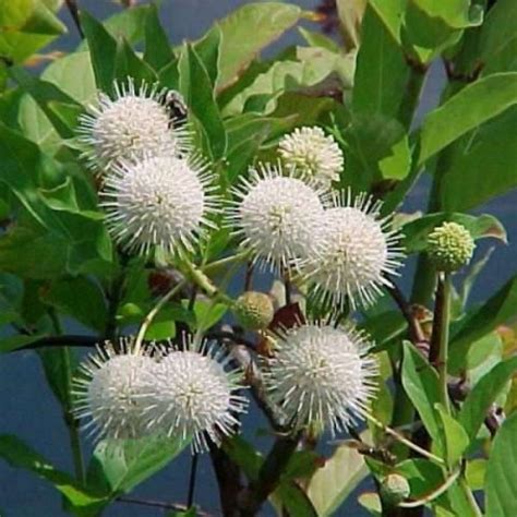 Buy Button Bush Cephalanthus Occidentalis 50 Seeds Online Seeds