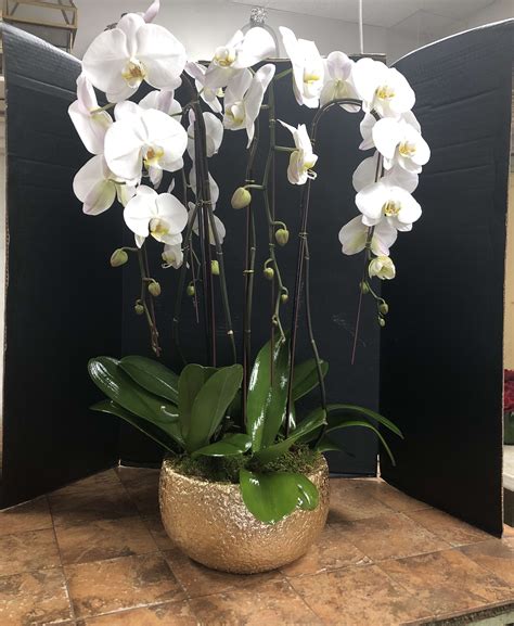 Cascading White Orchid By Magnolia Village Flower