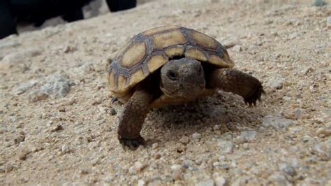 Baby Desert Tortoise Southern California Youtube