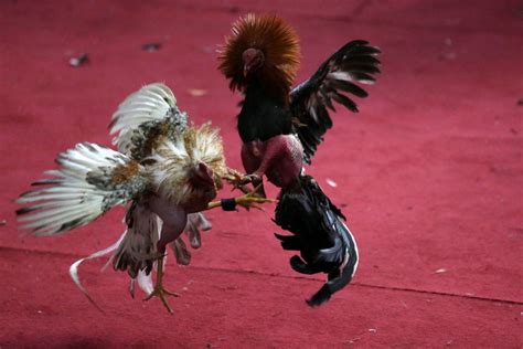 Las Peleas De Gallos En Guatemala Un Duelo A Vida O Muerte Por El