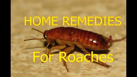 Home Remedies For Roaches In House And Outside Roaches Control Youtube