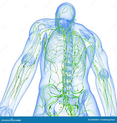 Back View Of Transparent Lymphatic System Stock Illustration