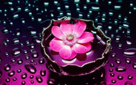 Pink Flower In Water And Raindrops Wallpaper Download 5120x3200