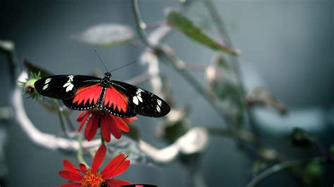 Download Free Red And Black Beautiful High Quality Butterfly Hd