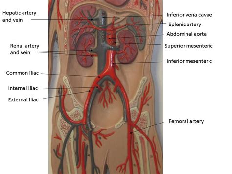 Blood vessels labeled simple : Vascular System Models - Arteries, Veins, Blood Cells ...