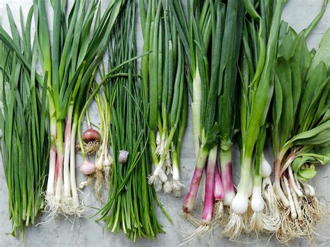 A Beginners Guide To Spring Alliums The Best Early Taste Of Spring