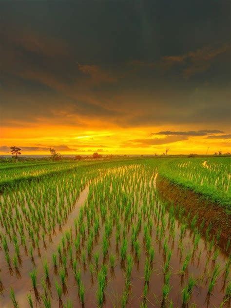 Sunset View In The Rice Fields Of Asia Best Landscape Asia Opensea