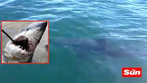 14ft long great white shark spotted just off cornish coastline by