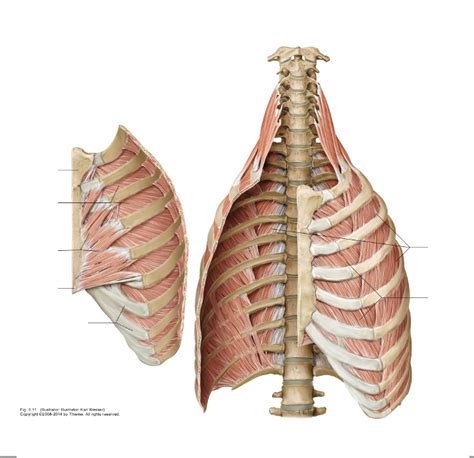 Anterior View With Thoracic Cage Diagram Quizlet