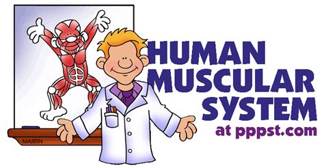 Free Powerpoint Presentations About Human Muscular System For Kids