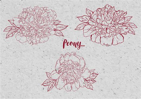 Hand Drawn Peony Flower Vector Set Illustration Stock Vector