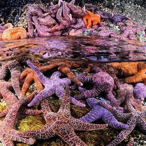 Ochre Sea Stars Cluster Together In A Narrow Passage Where Tidal