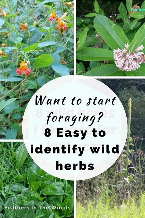 8 Wild Herbs I Forage For And You Can Too Medicinal Wild Plants