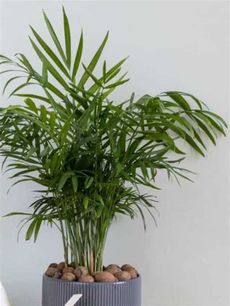Parlor Palm Guide How To Grow And Care For Parlor Palm Planet Natural