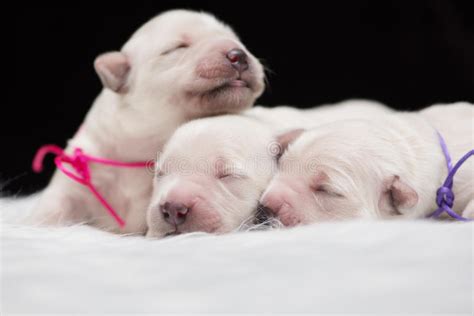 Golden retriever puppies for sale golden retriever dogs for adoption golden retriever breeders. Newborn Golden Retriever Puppies Stock Image - Image of puppies, baby: 66620409