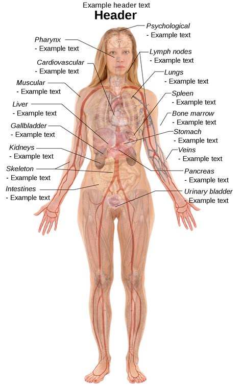 Left Side Female Organs Diagram Human Body Diagrams Wikimedia Commons