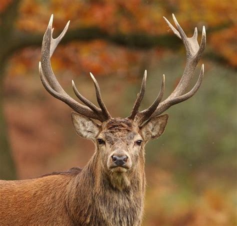 Image Result For Stag Woodland Animals Animals Wild