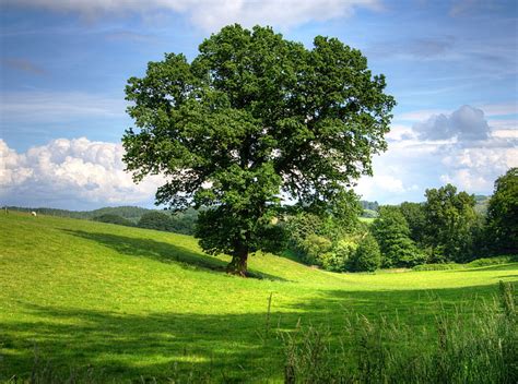 Tree Green Tree Nature Landscape Summer Green Hill Tree