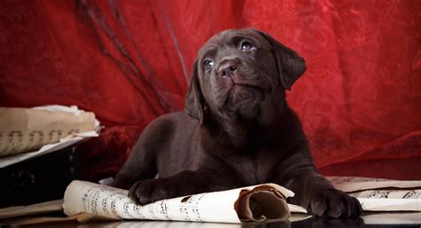 Providing the right food to your new labrador will ensure it grows into a happy and healthy dog and lives a long. Labrador Puppy: First Days at Home - The Labrador Site