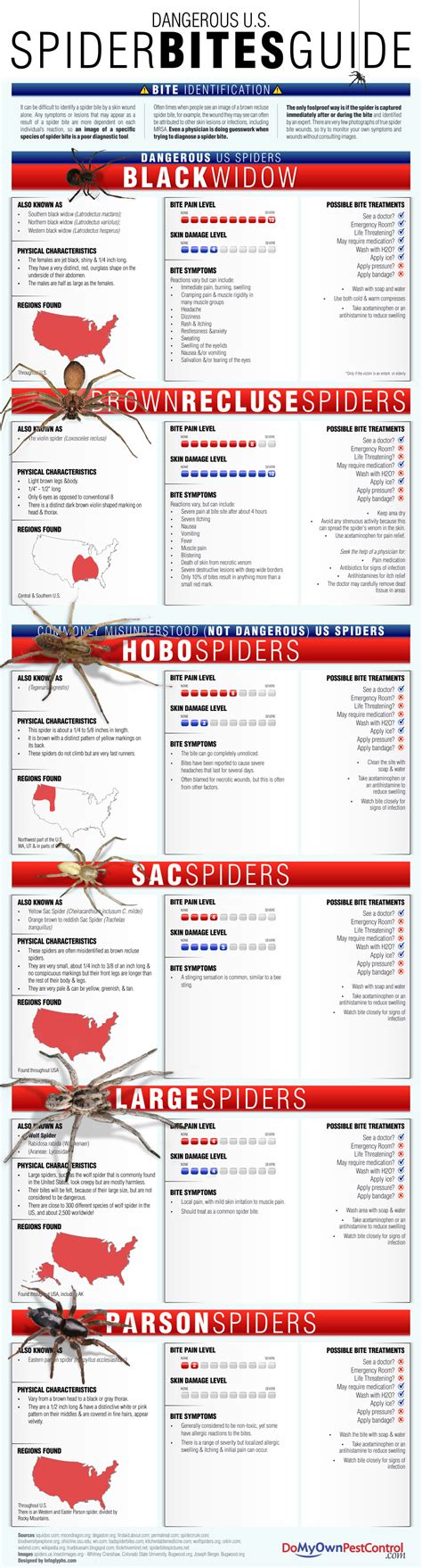 Spider Bites Guide Visually