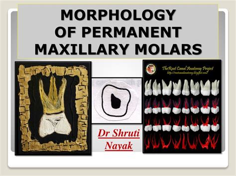 Ppt Morphology Of Permanent Maxillary Molars Powerpoint Presentation