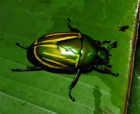Yellow Green Golden Beetle Macraspis Sp Rutelinae Peruvian Amazon