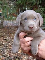 Pictures of Silver Retriever Puppies For Sale