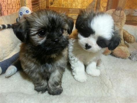 Give a puppy a forever home or rehome a rescue. BICHON SHIH-TZU PUPPIES FOR SALE Other South Saskatchewan ...
