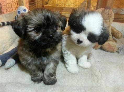 Shih tzu and bichon temperament: BICHON SHIH-TZU PUPPIES FOR SALE Other South Saskatchewan ...