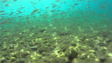 Underwater World Of Ohrid Lake Youtube