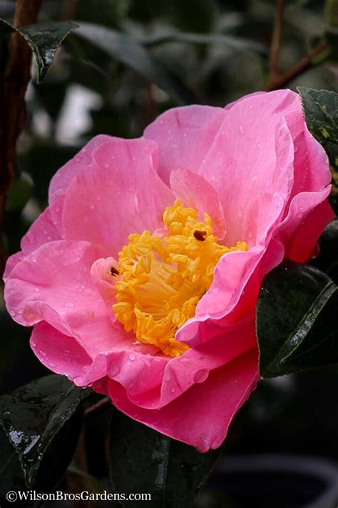 Buy Pink Icicle Camellia Free Shipping Wilson Bros Gardens